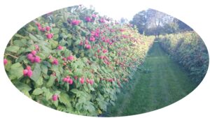 baerklient med ramme 300x169