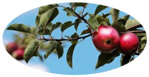 fruktklient med ramme 300x156